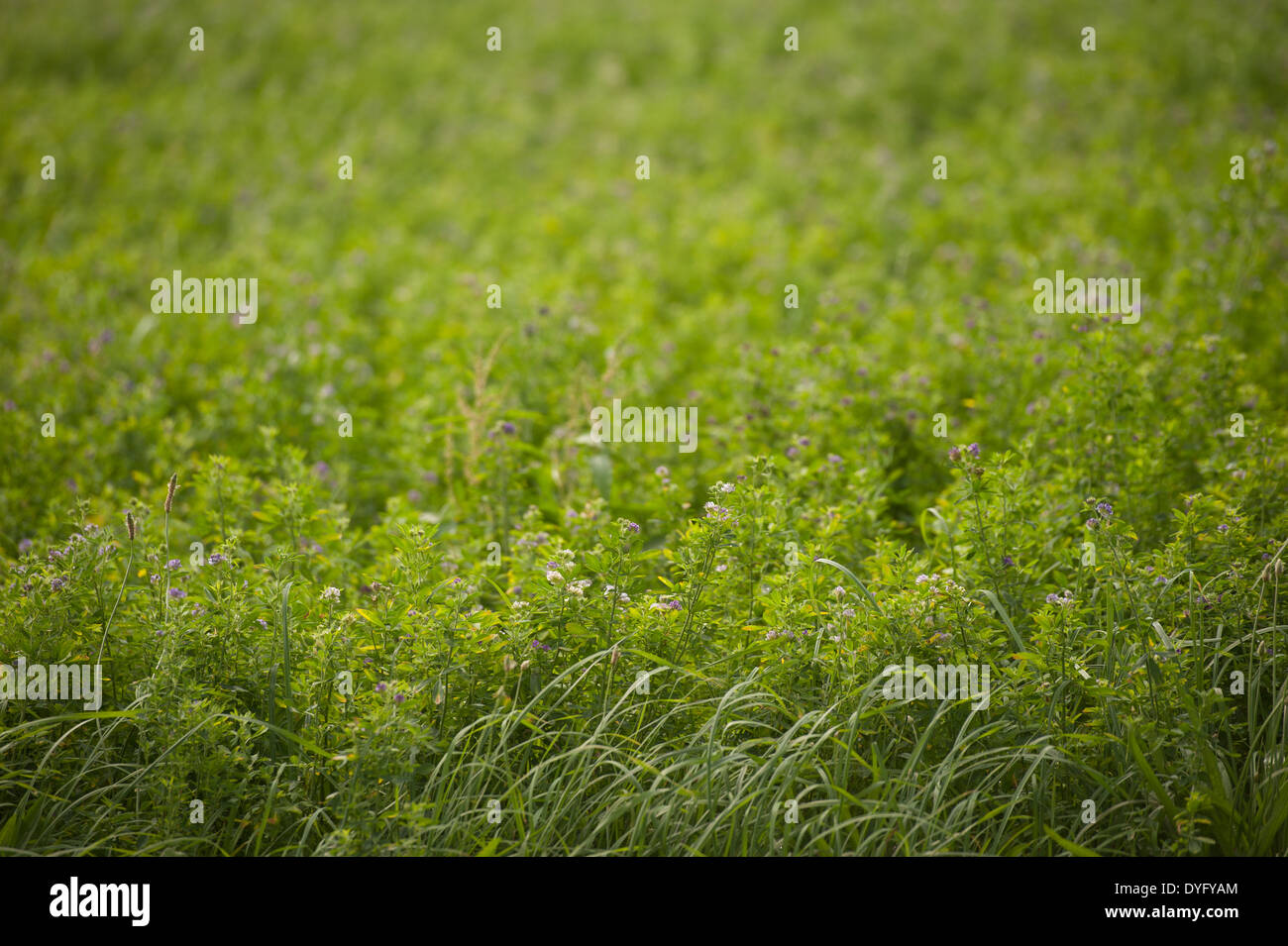 Piante di erba medica Cecilton MD Foto Stock