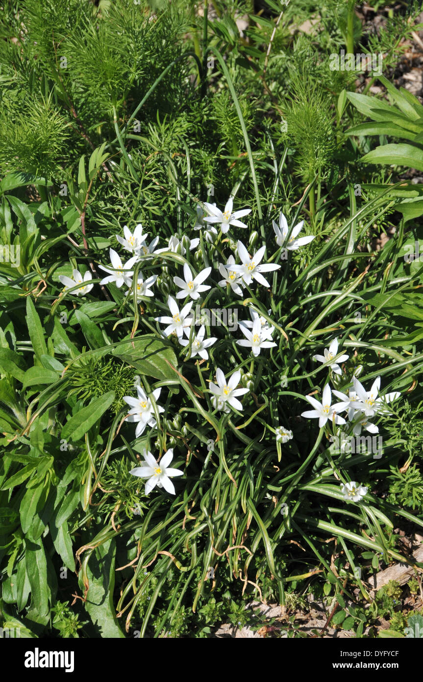 Bulbo Di Stella Di Betlemme AGRONOM - Fiori Bianchi, Perenni, Per Aiuole E Vasi, Confezione Da 1 - Foto 5