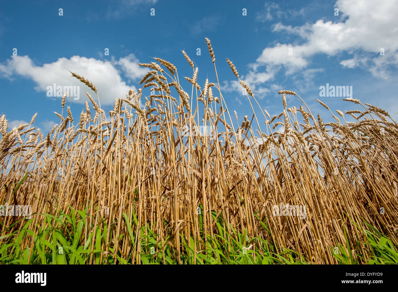 Piante di frumento Princess Anne, MD Foto Stock