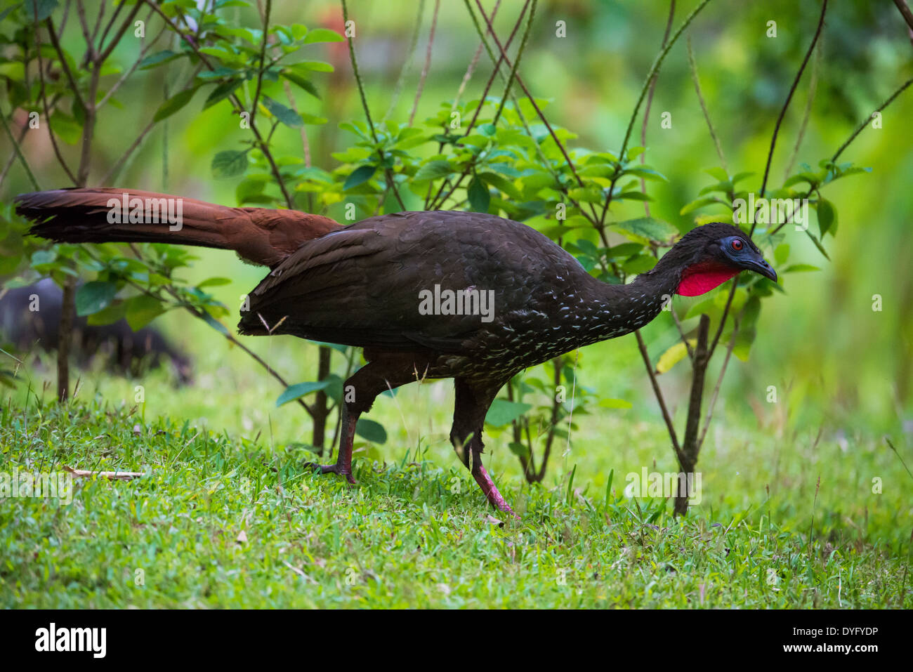 Un Crested Guan (Penelope purpurascens). Costa Rica. Foto Stock