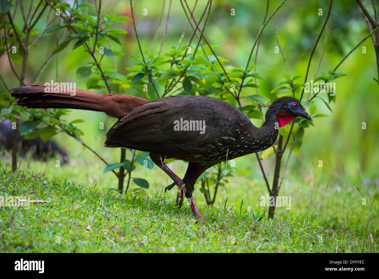 Un Crested Guan (Penelope purpurascens). Costa Rica. Foto Stock