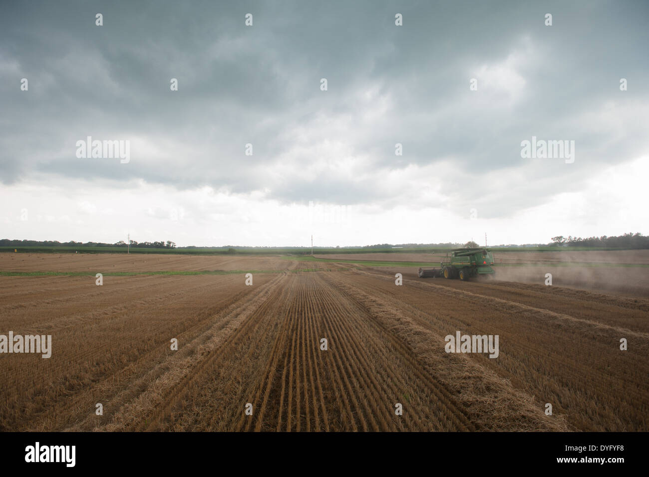 Raccolta del frumento Foto Stock
