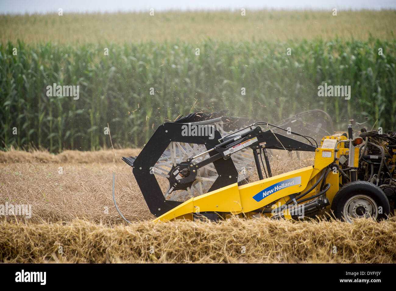 Mietitura del grano Centreville MD Foto Stock