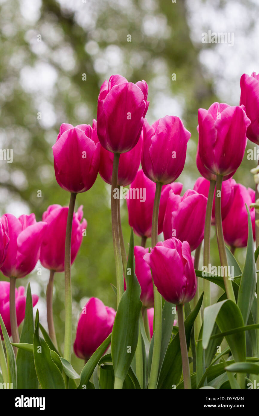 Bella rosa alti tulipani in primavera tempo in oregon Foto Stock