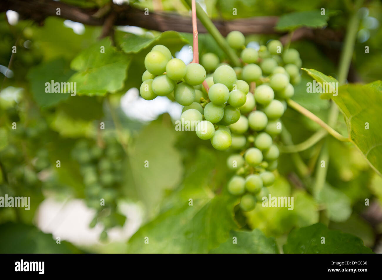 Verde uva sulla vite Northeast PA Foto Stock