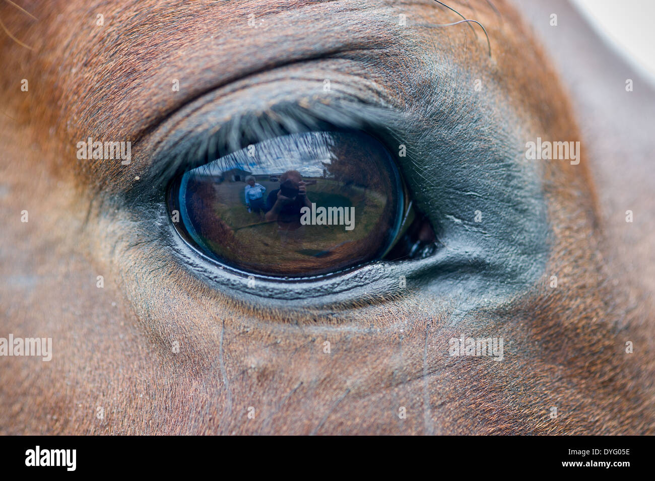 Occhio di cavallo dettaglio Orono, Maine Foto Stock