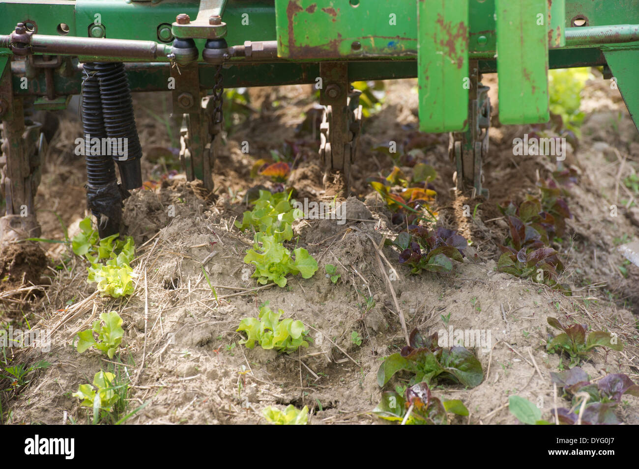 Close up di attrezzature agricole, coltivatore Freeport, ME Foto Stock
