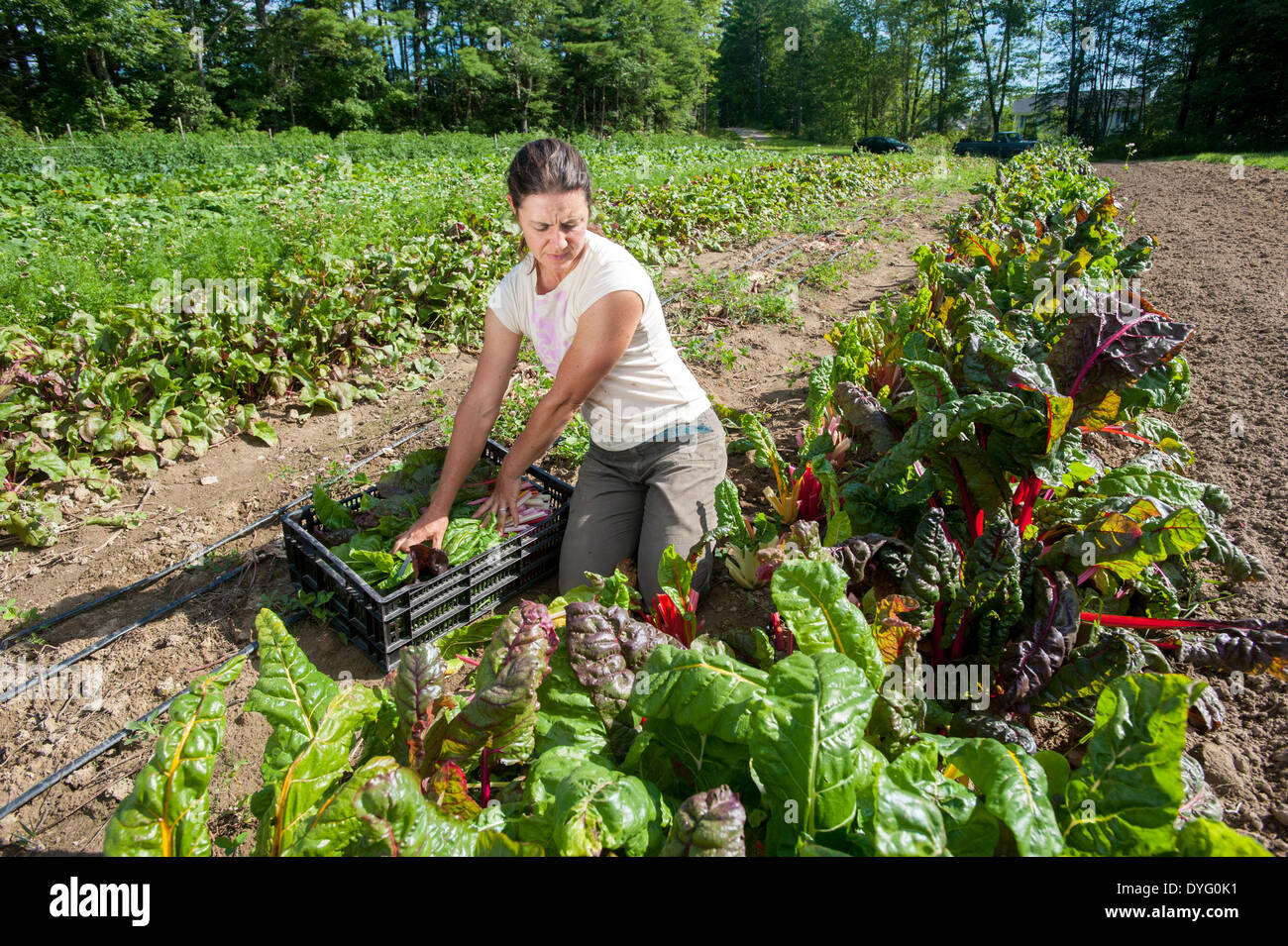 Donna che lavorano nel campo delle piante vegetali cade di Lisbona, ME Foto Stock