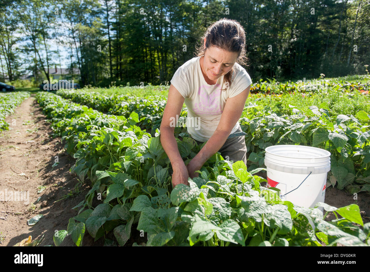 Donna che lavorano con piante vegetali cade di Lisbona, ME Foto Stock