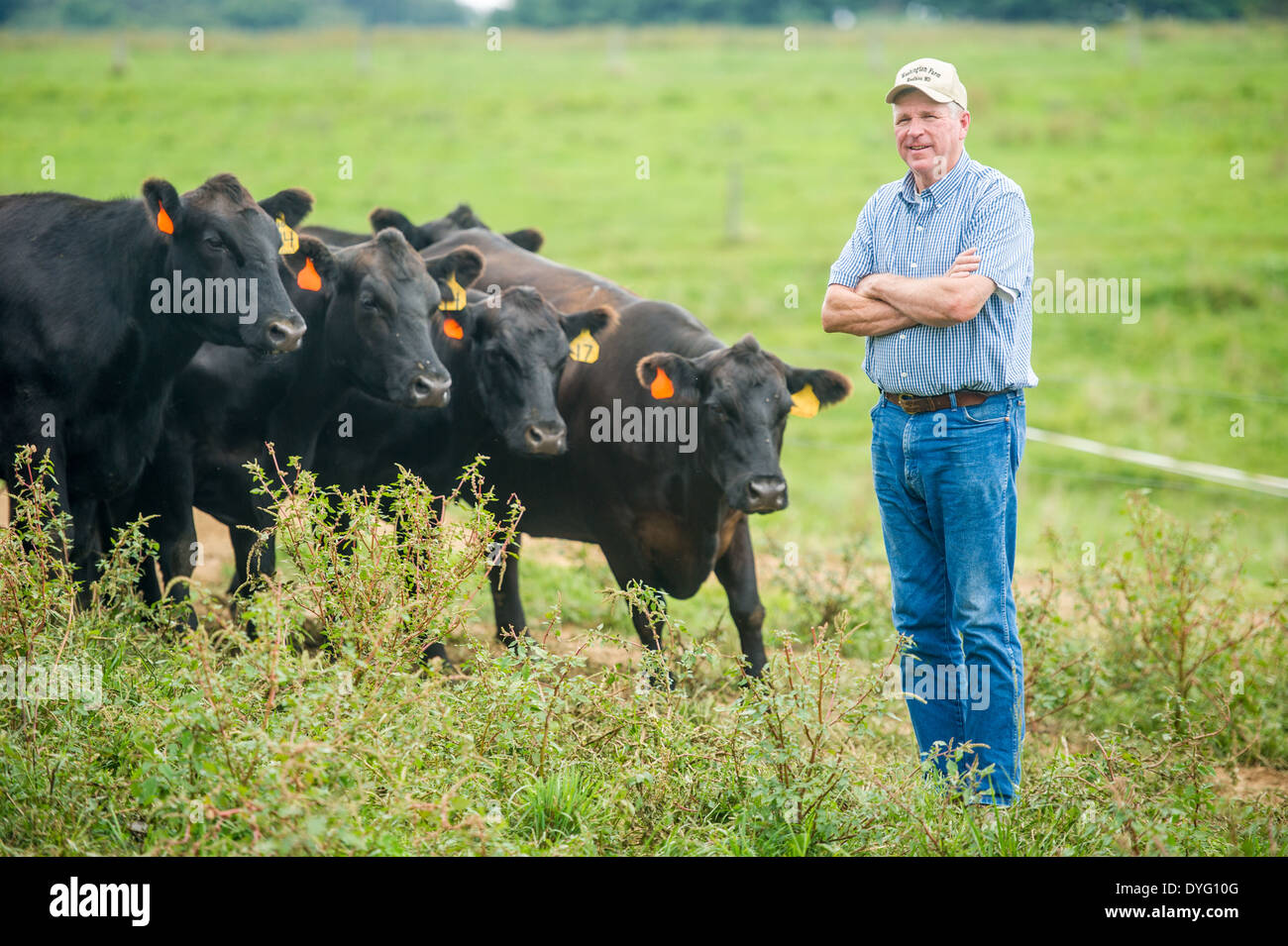 Carni bovine il contadino con il bestiame Woodbine MD Foto Stock