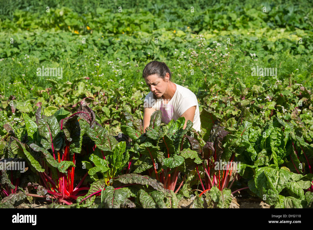 Donna che lavorano nel campo delle piante vegetali cade di Lisbona, ME Foto Stock