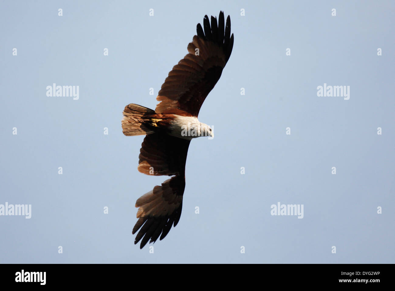 Brahminy kite (Haliastur indus) con un parafango rotto. Foto Stock