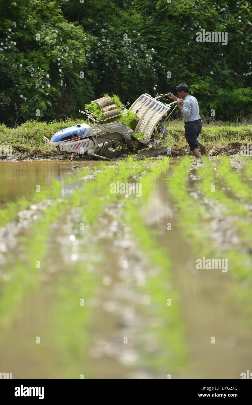 Nanchang, cinese della provincia di Jiangxi. Xvi Apr, 2014. Un agricoltore trapianti seedings di riso nei campi con una macchina agricola in Yongfeng County, Cina orientale della provincia di Jiangxi, Aprile 16, 2014. Persone locali cercano di introdurre macchine agricole nella loro primavera arando invece del tradizionale metodo di coltivazione in zone collinari. © Zhou Mi/Xinhua/Alamy Live News Foto Stock