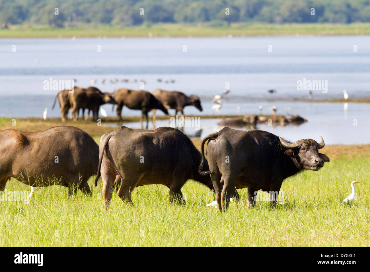 Wild Water Buffalo in Yala National Park, Sri Lanka 5 Foto Stock