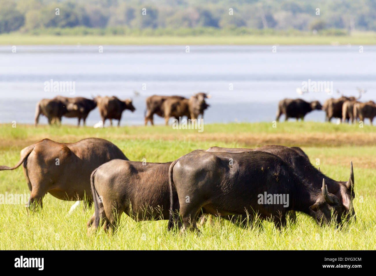 Wild Water Buffalo in Yala National Park, Sri Lanka 2 Foto Stock