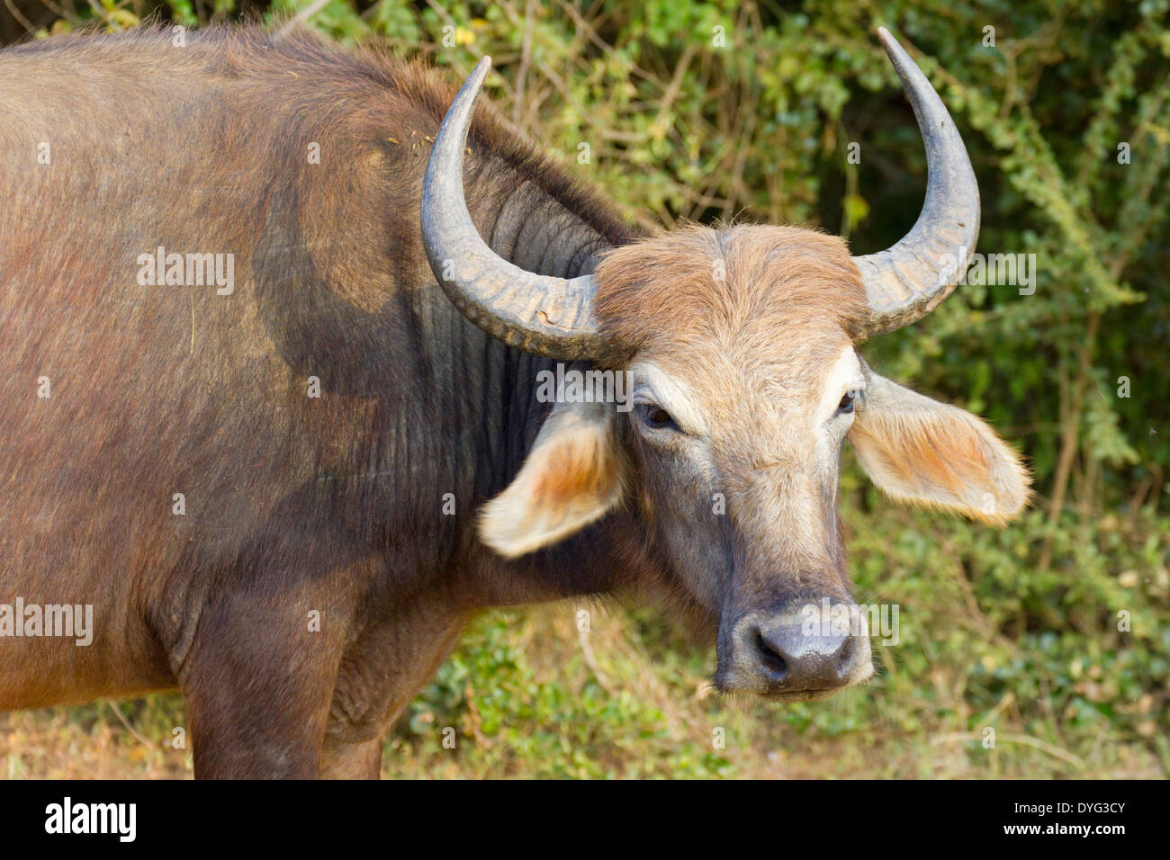 Wild Water Buffalo in Yala National Park, Sri Lanka Foto Stock