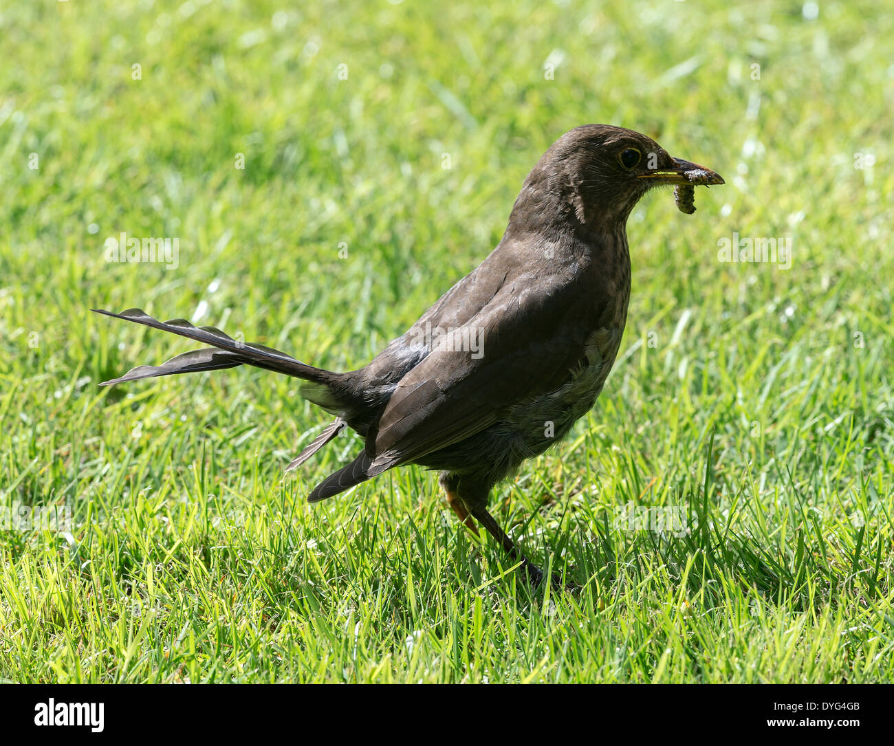 Merlo femmina in cerca di insetti in un prato in un giardino di Cheshire Alsager England Regno Unito Regno Unito Foto Stock