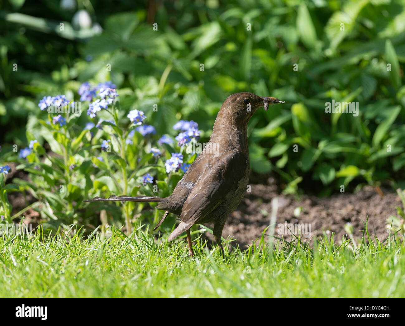 Merlo femmina in cerca di insetti in un prato in un giardino di Cheshire Alsager England Regno Unito Regno Unito Foto Stock