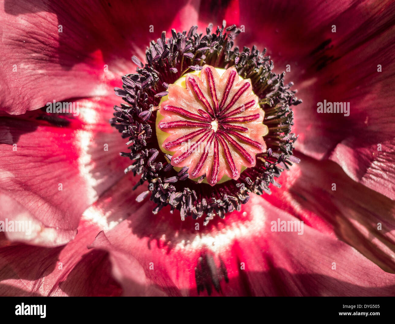 In prossimità del centro di un papavero orientale mostrando stami e antere Foto Stock