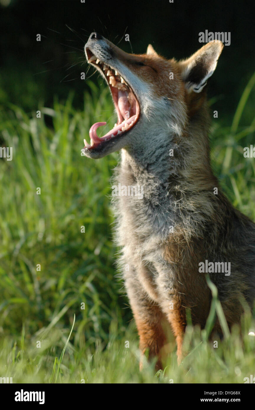 Una chiusura di un Rosso volpe (Vulpes vulpes) crogiolarsi al sole nella campagna inglese e sbadigli Foto Stock