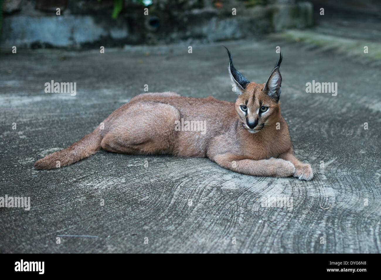 La lince gatto selvatico in Sud Africa africa Foto Stock