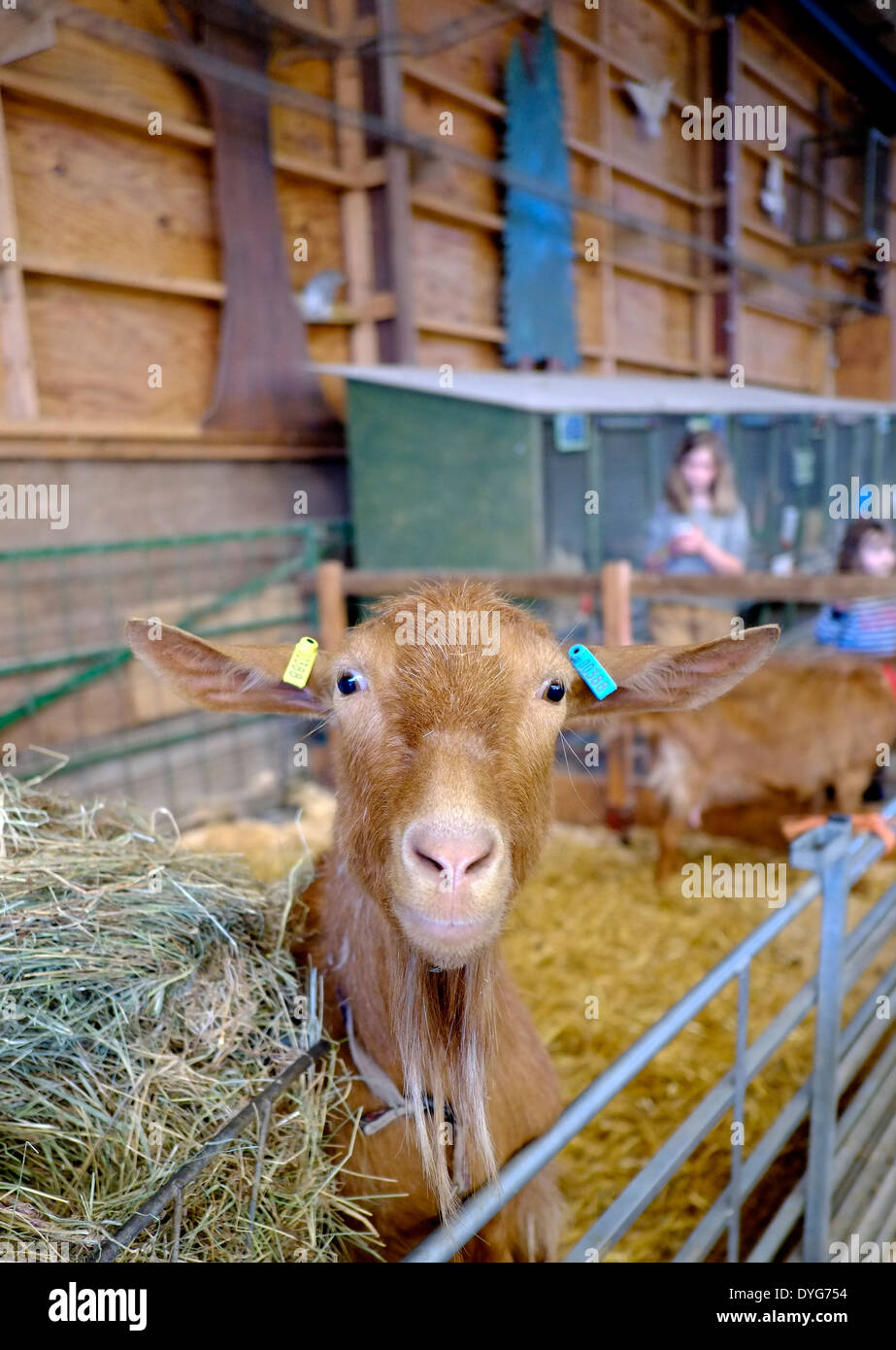 Una capra marrone all'interno di un fienile a White Post farm Nottinghamshire England Regno Unito Foto Stock