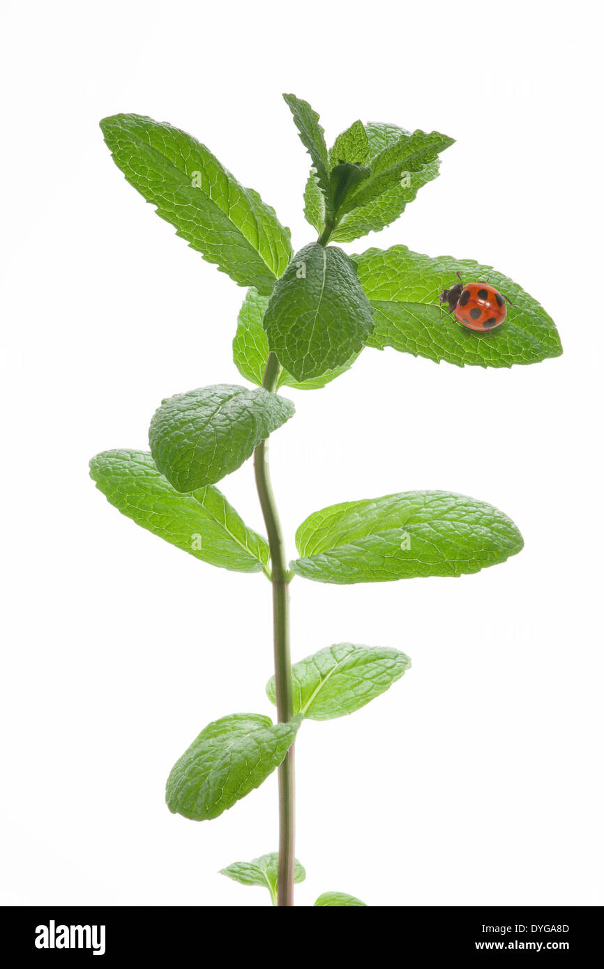 Coccinella sulla foglia verde Foto Stock