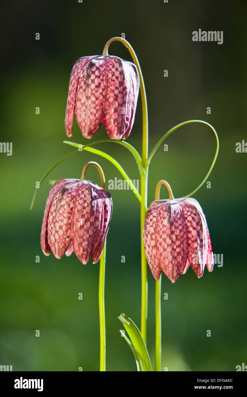 Snake Fritillaries testa (Fritillaria meleagris), North Lincolnshire. Aprile 2014. Foto Stock