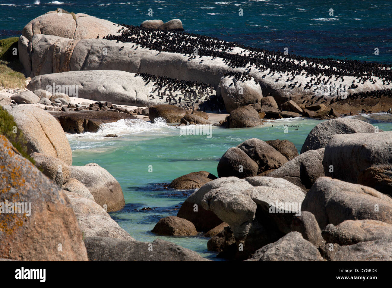 Boulders Beach vicino alla Città di Simon, Cape Town, Western Cape, Sud Africa Foto Stock