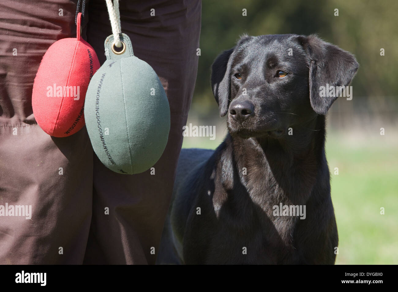 Un nero Labrador Retriever cane da lavoro con il suo proprietario durante un outdoor training session in un campo di erba Foto Stock