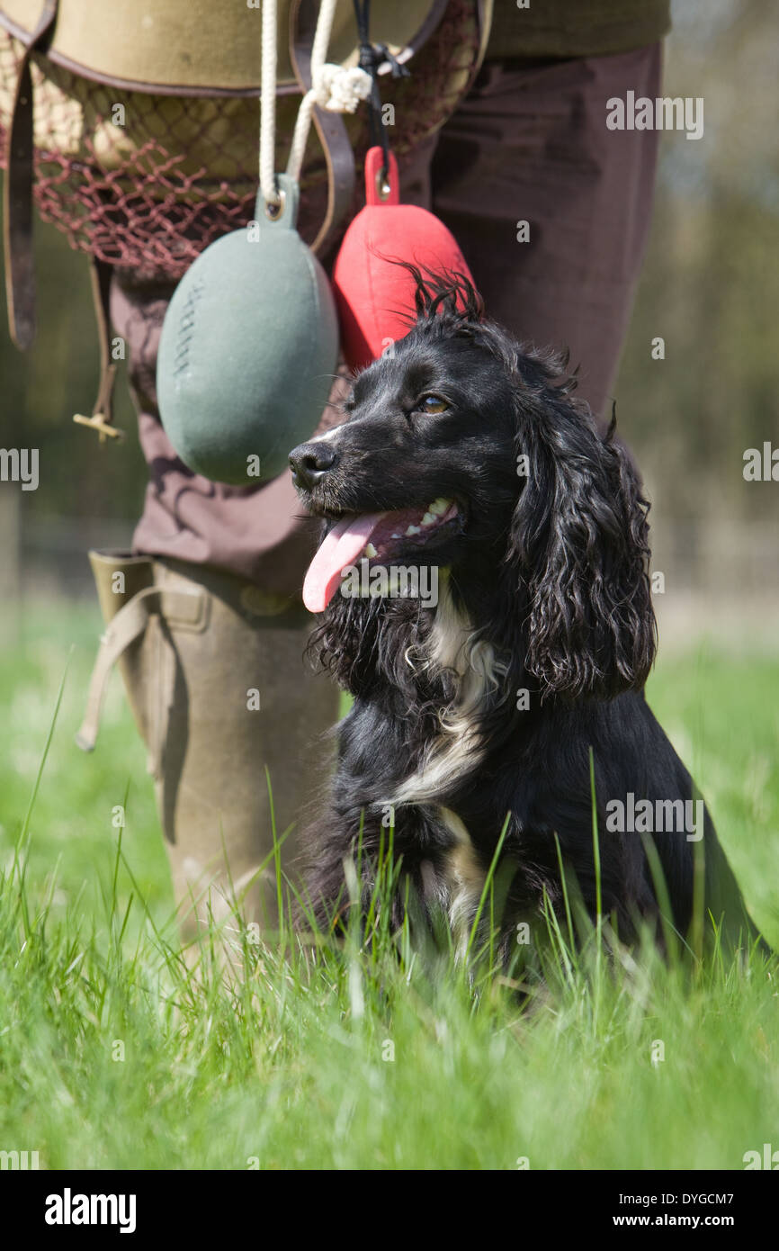 Un nero Cocker Spaniel cane da lavoro con il suo proprietario durante un outdoor training session in un campo di erba Foto Stock