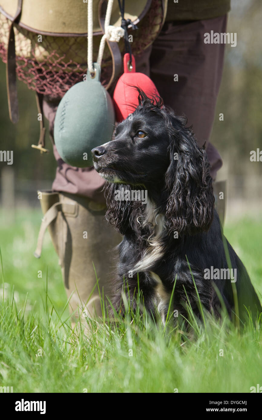 Un nero Cocker Spaniel cane da lavoro con il suo proprietario durante un outdoor training session in un campo di erba Foto Stock