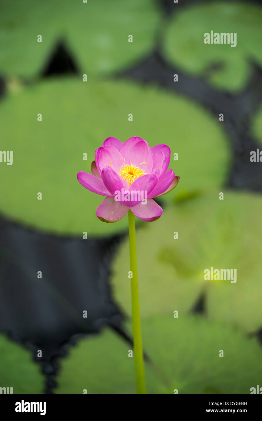 Nymphaea Carpentariae Julia Leu Ninfea a Kew Gardens. Regno Unito Foto Stock