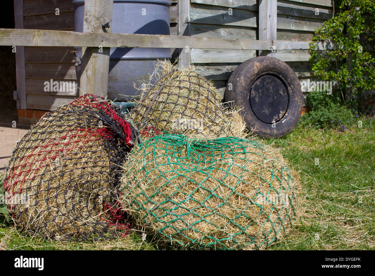 Più reticolare di alimentazione del fieno per i cavalli Foto Stock