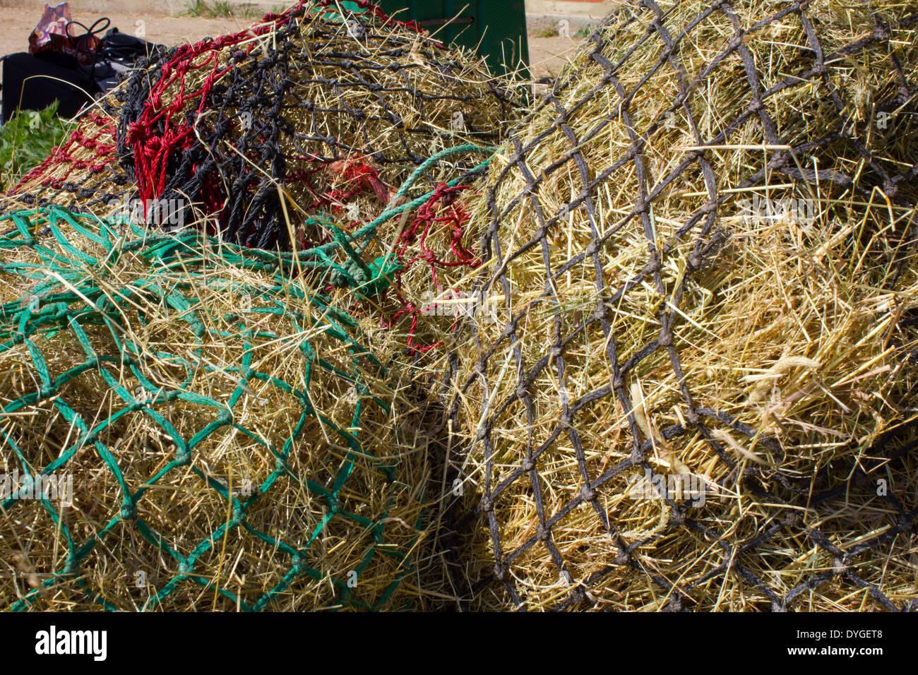 Più reticolare di alimentazione del fieno per i cavalli Foto Stock