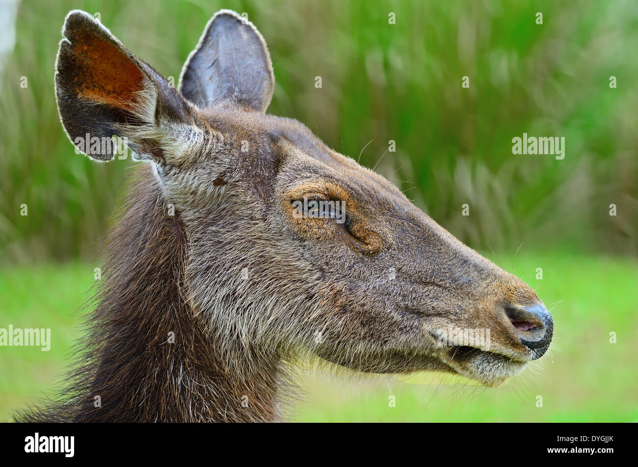 Primo piano volto di Cervo (Muntiacus feai), profilo laterale, nell'ambiente giungla Foto Stock