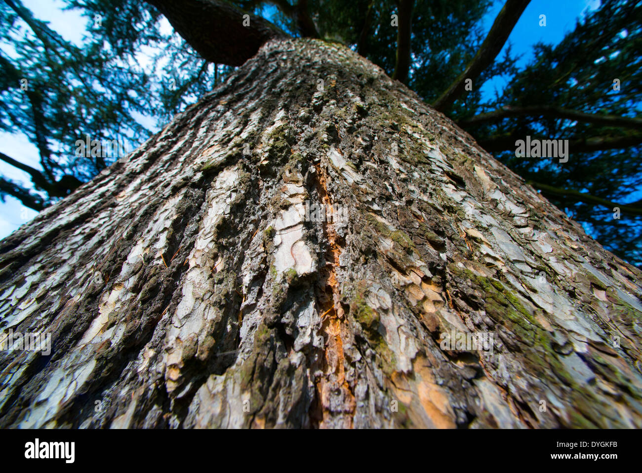 Una chiusura di un cedro del Libano tree, Acton Burnell, Shropshire, Inghilterra Foto Stock