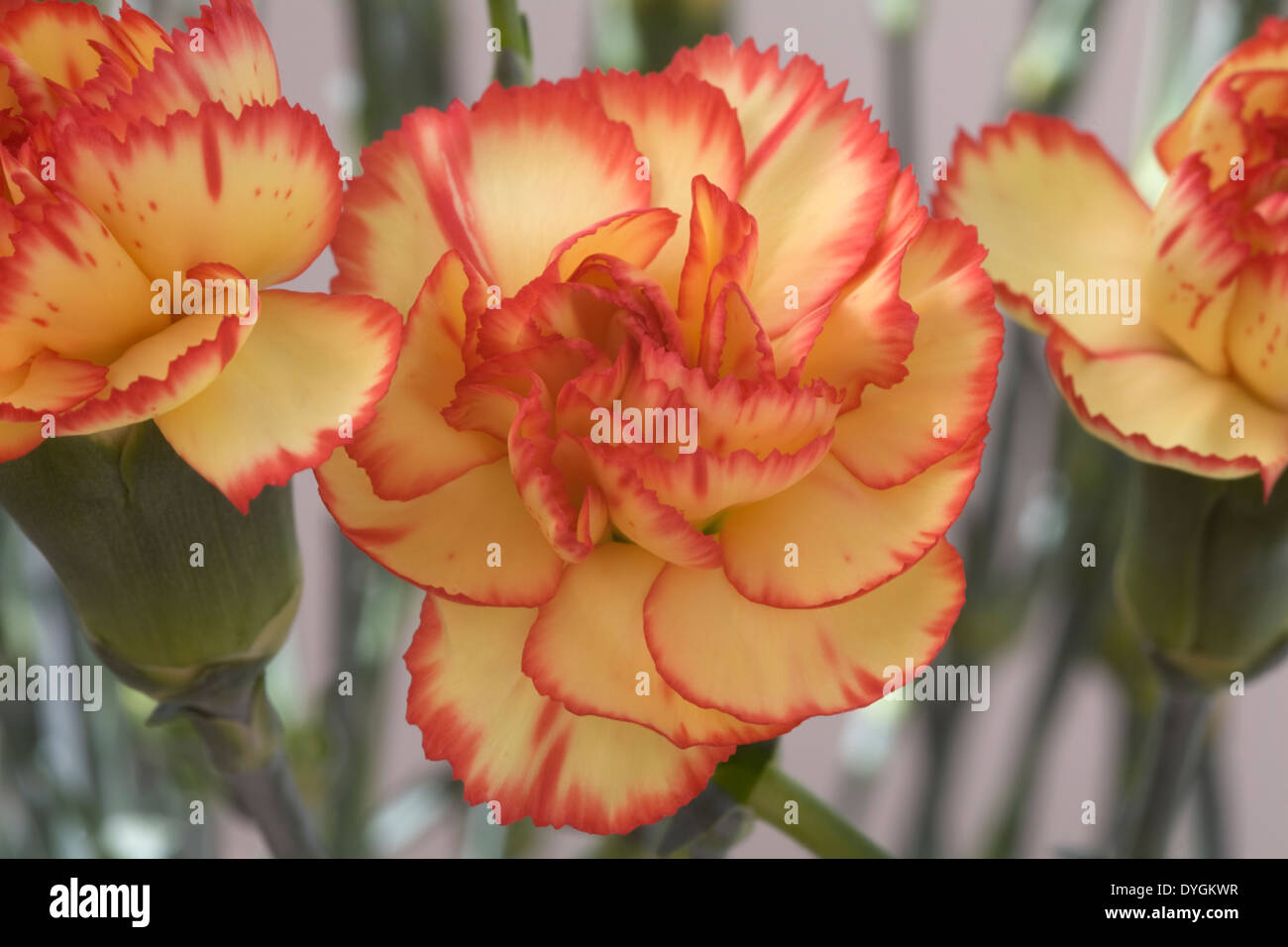 Close up spray giallo garofano rosso con frange petali Foto Stock