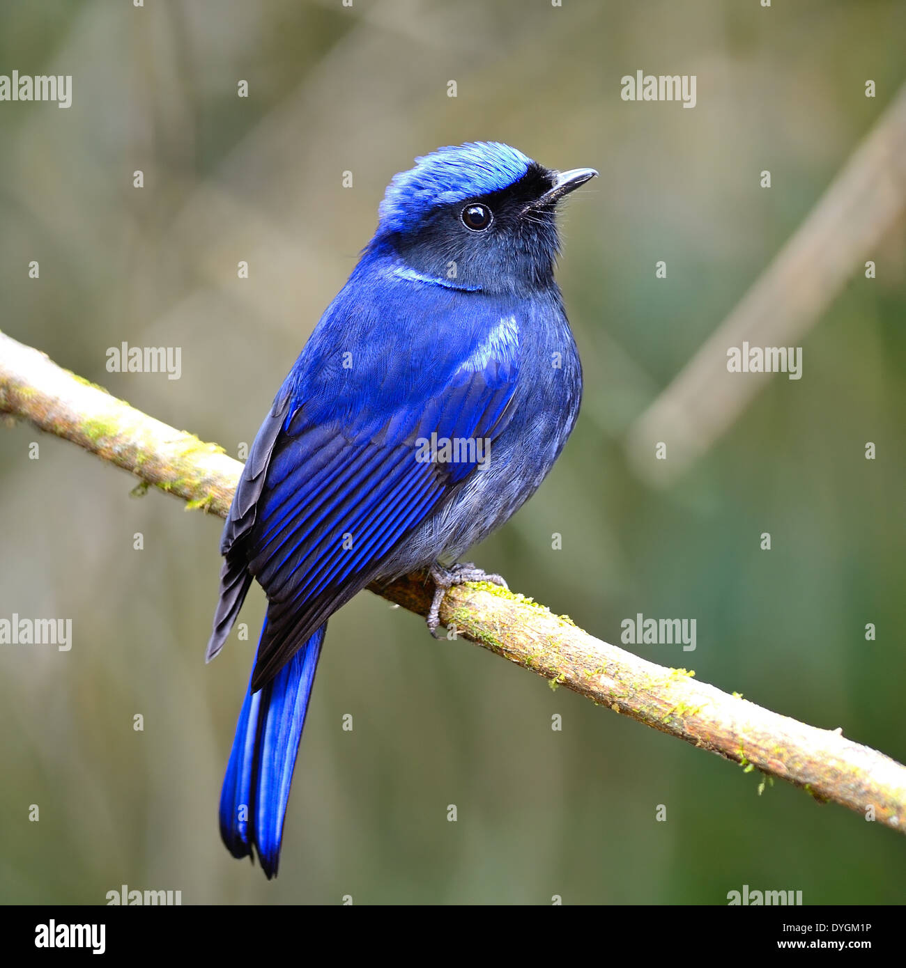 Coloratissimo uccello blu, maschio grande Niltava (Niltava grandis) su un ramo, profilo posteriore Foto Stock