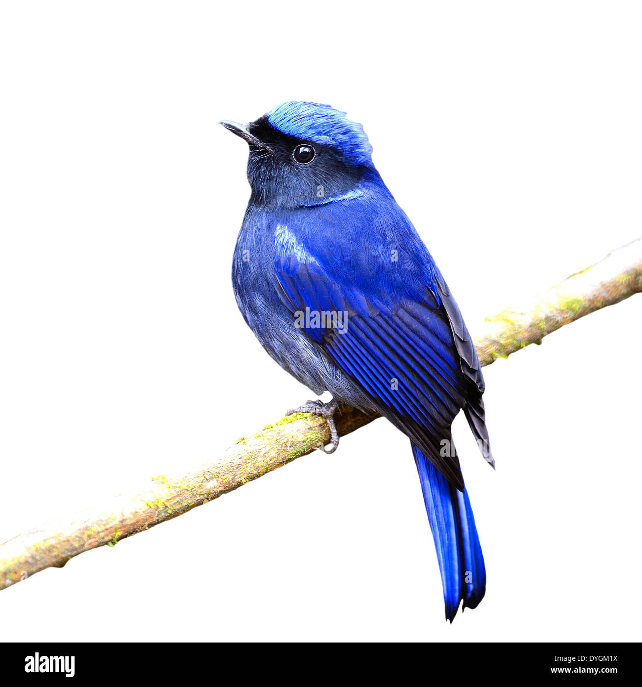 Coloratissimo uccello blu, maschio grande Niltava (Niltava grandis), in piedi su un ramo, profilo posteriore, isolato su sfondo bianco Foto Stock