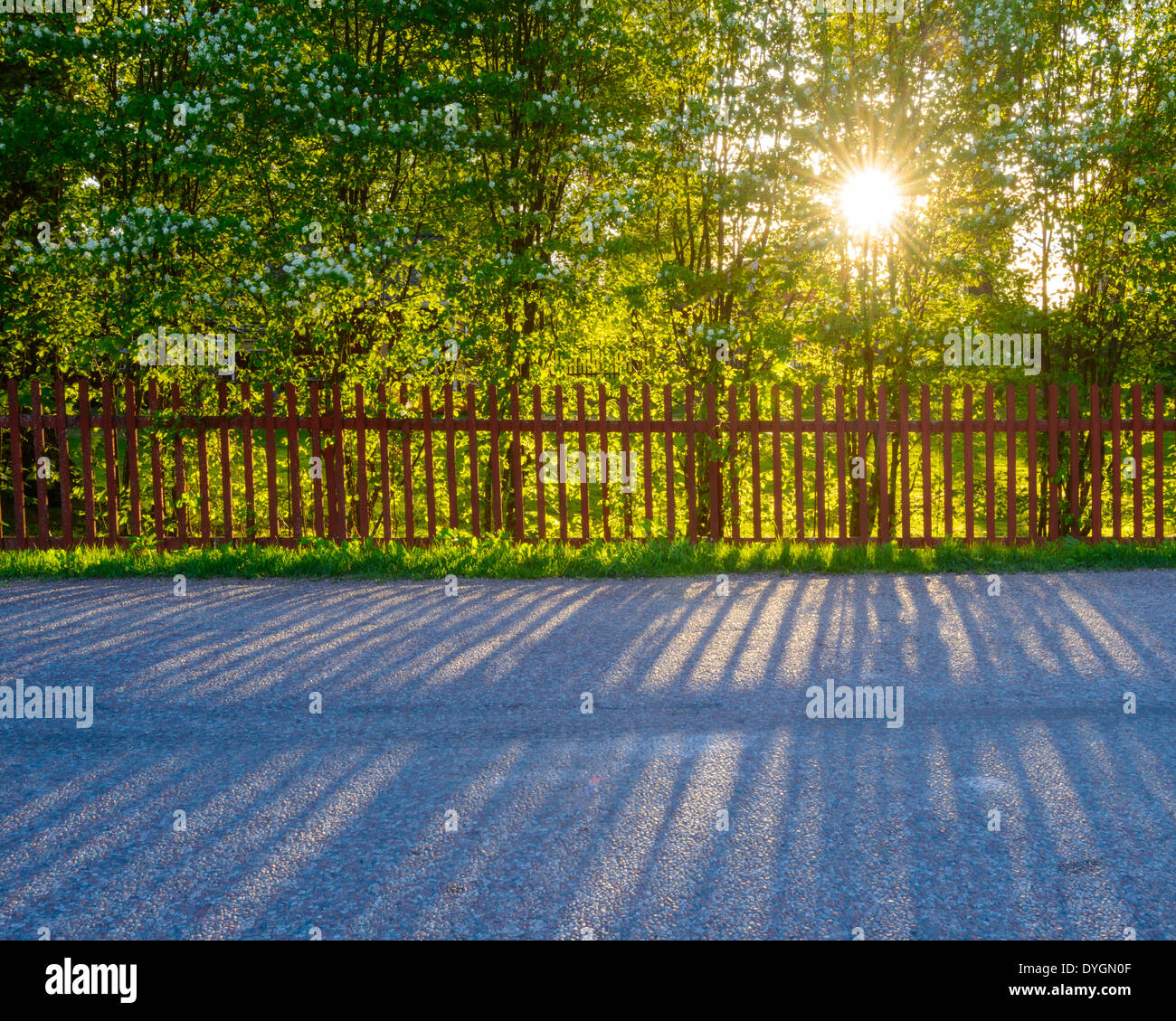 Strada con un sole luminoso attraverso gli alberi, Torsang, Borlange comune, contea di Dalarna, Svezia Foto Stock