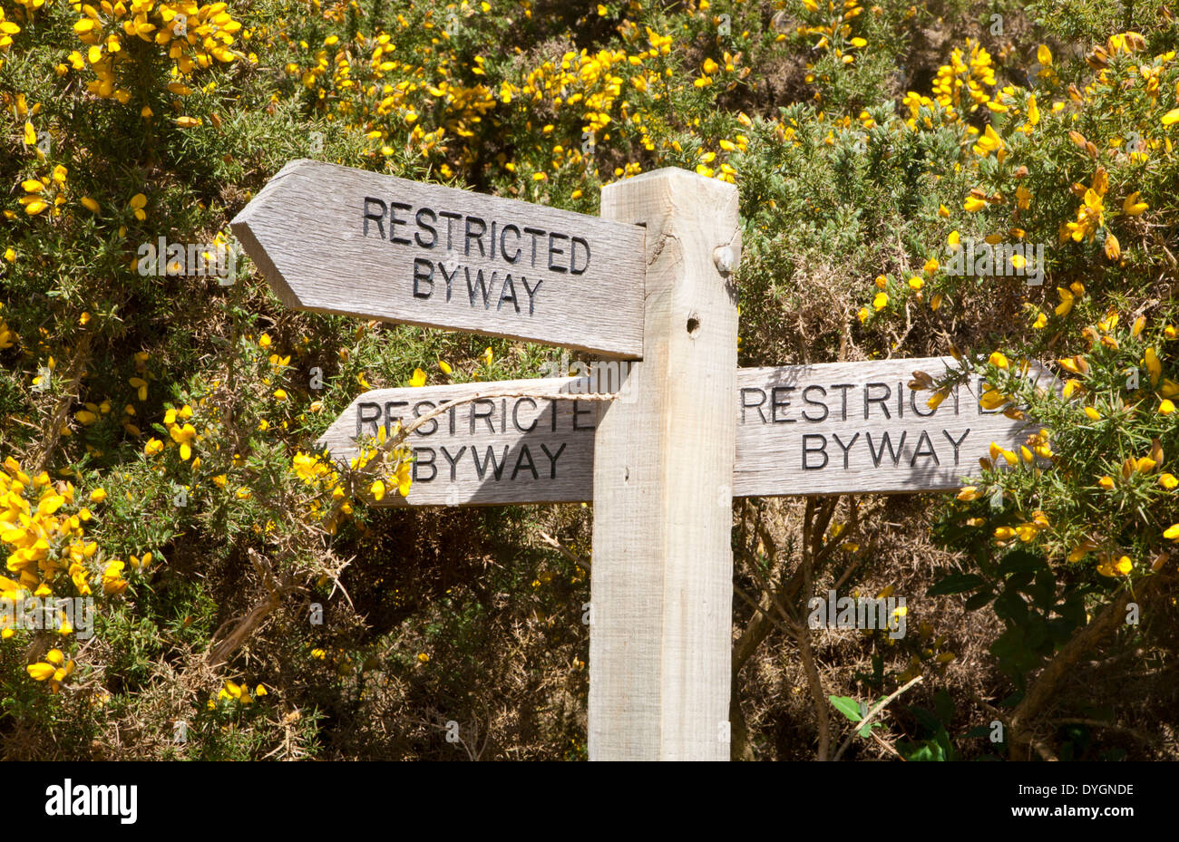 Cartello in legno per tre limitato byway sentieri accanto a fiori gialli di comune gorse bush, Shottisham, Suffolk, Inghilterra Foto Stock