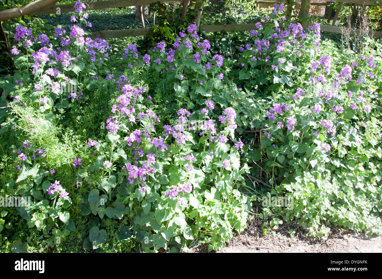 Lunaria, o onestà, piante fiorite nella famiglia Brassicaceae, Suffolk, Inghilterra Foto Stock