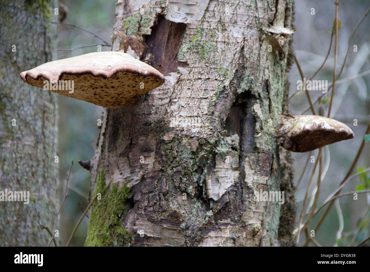 Birch Polypore, Piptoporus betulinus Foto Stock