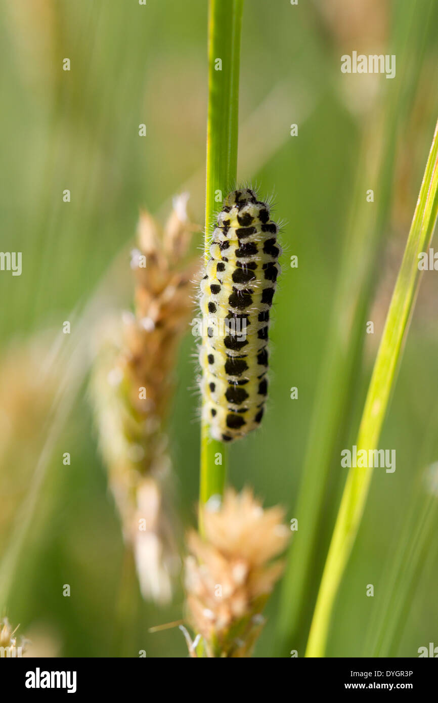 Caterpillar di sei-spot Burnett, falena Zygaena filipendulae Foto Stock