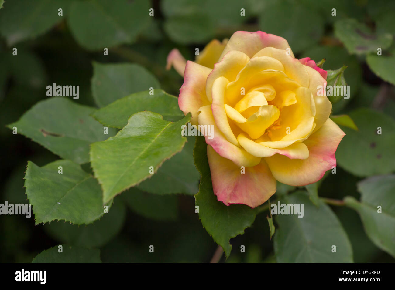 Bella una rosa gialla fiore in giardino Foto Stock