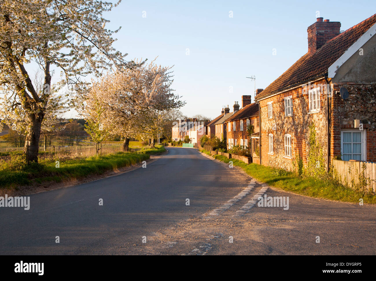 Primavera sbocciano i fiori sugli alberi nella luce della sera nel villaggio di Butley, Suffolk, Inghilterra Foto Stock