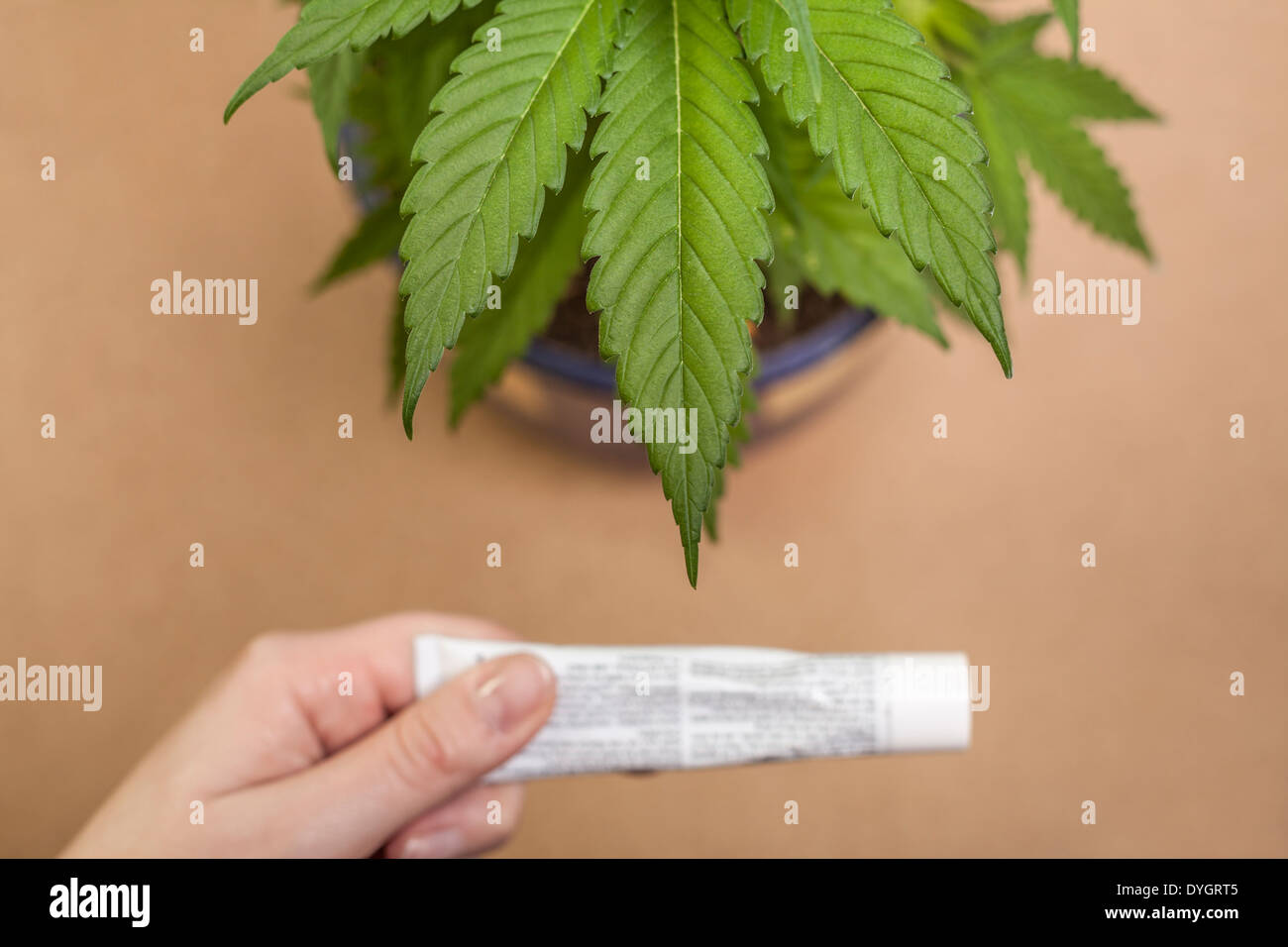 Pianta di cannabis e la mano con un tubo di crema. Foto Stock