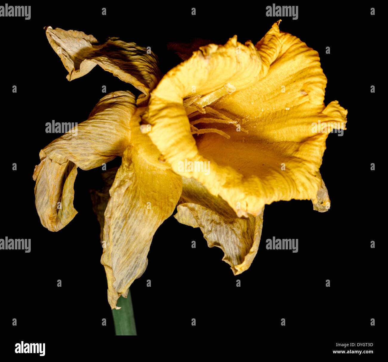 Essiccato Daffodil in tarda primavera su uno sfondo nero. Foto Stock