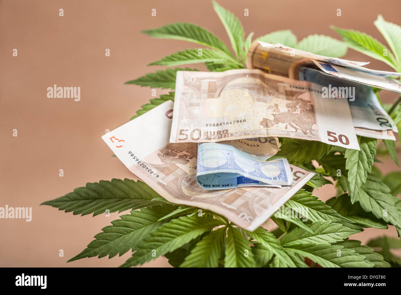 La Cannabis la concezione di business. Dettaglio della pianta di cannabis con banconote in euro. Foto Stock